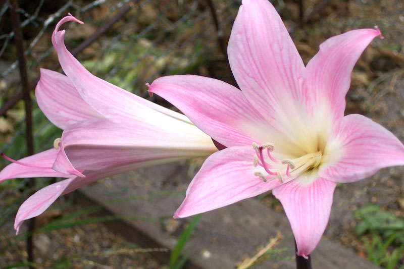 Amaryllis