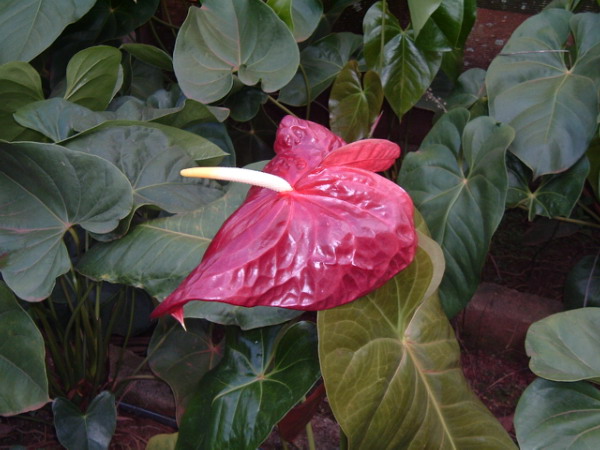 Anthurium