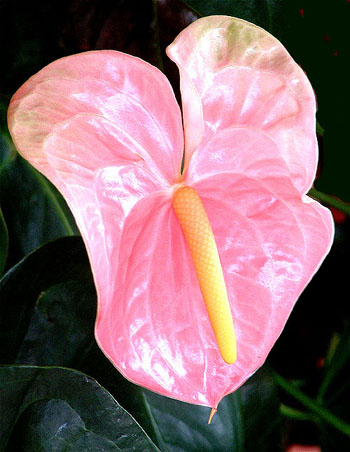 Anthurium