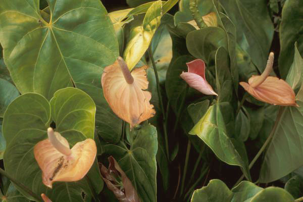 Anthurium