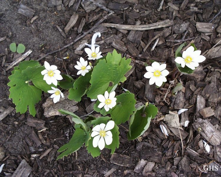 Bloodroot