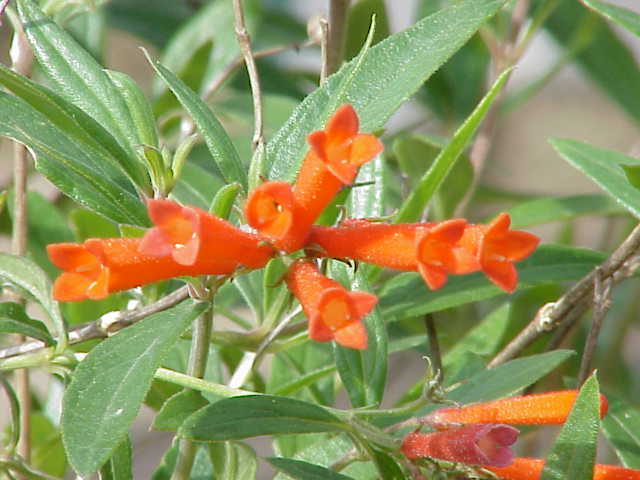 Bouvardia