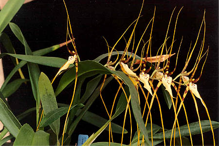 Brassia