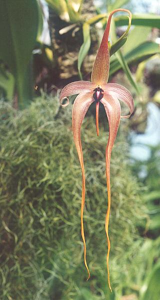 Vanilla planifolia