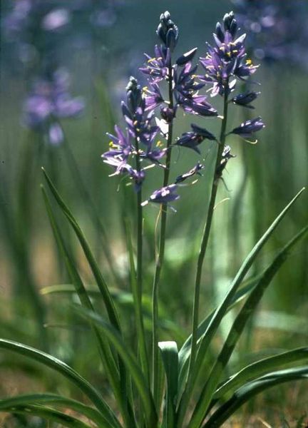 Camassia