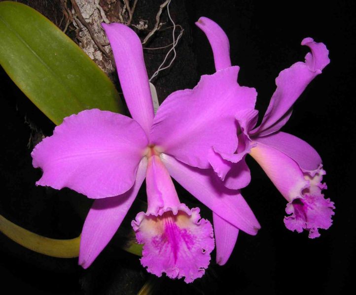 Cattleya