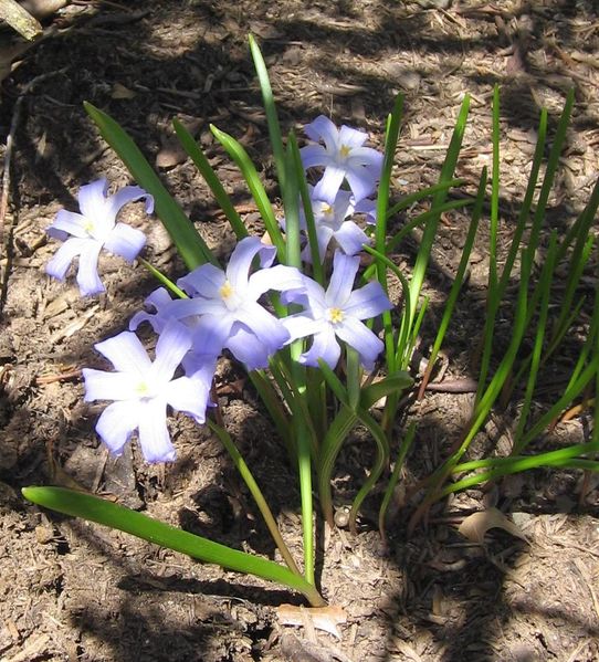 Chionodoxa