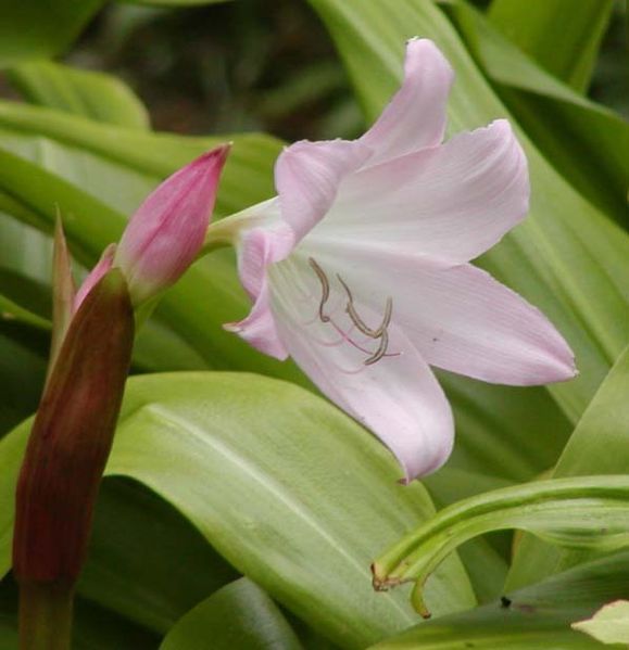 Crinum