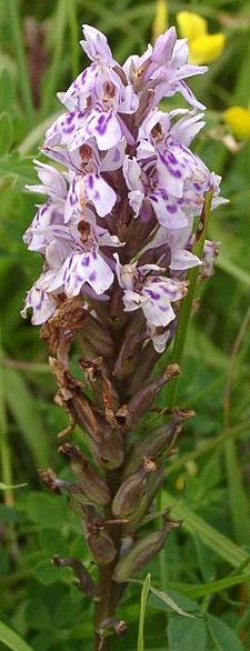 Dactylorhiza