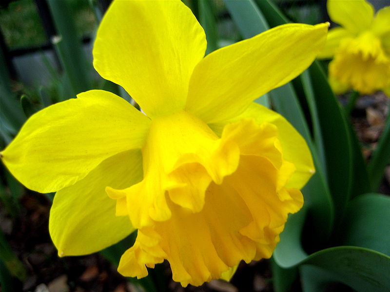 Daffodills