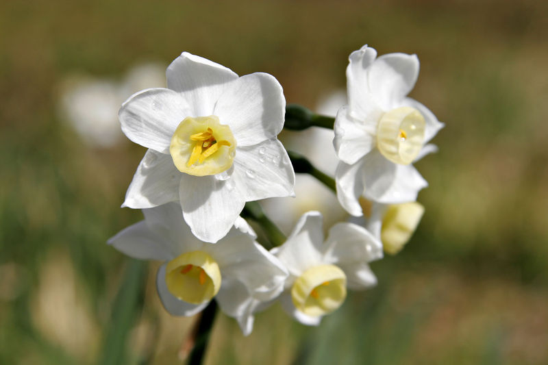 Daffodills