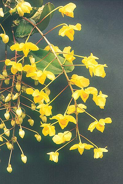 Dendrobium