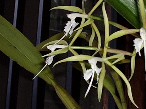 Epidendrum