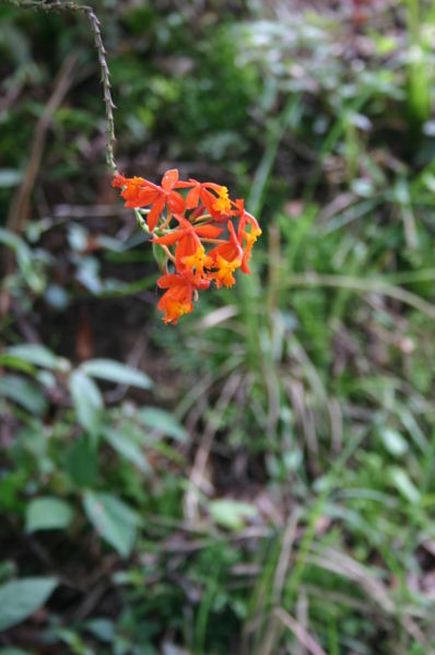 Epidendrum