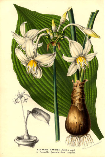 Eucharis