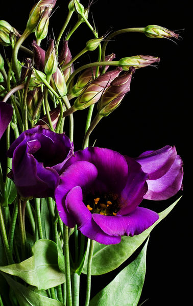 Eustoma