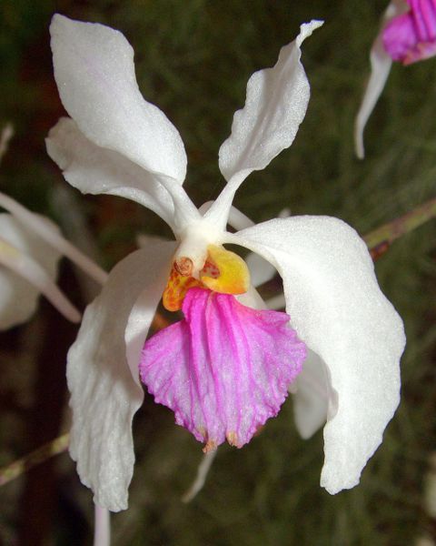 Holcoglossum