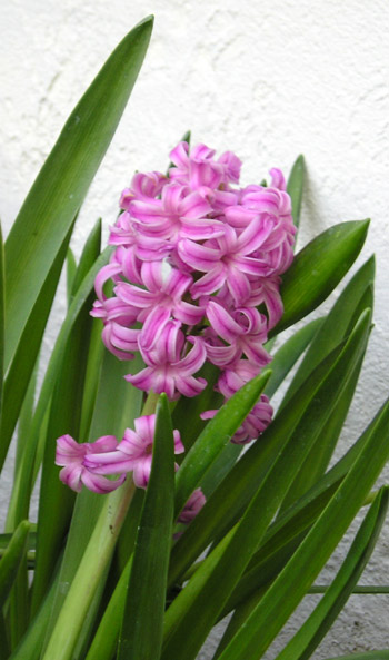 Hyacinthaceae