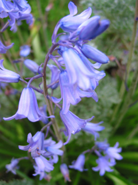 Hyacinthoides