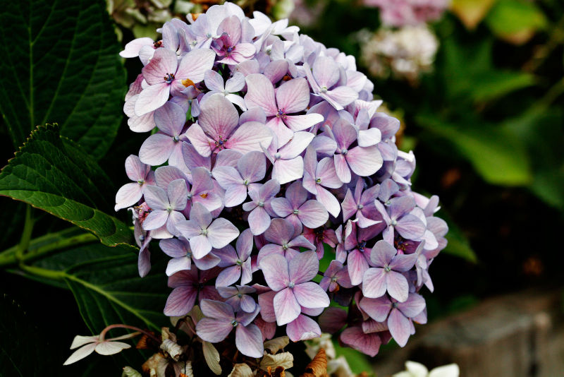 Hydrangea