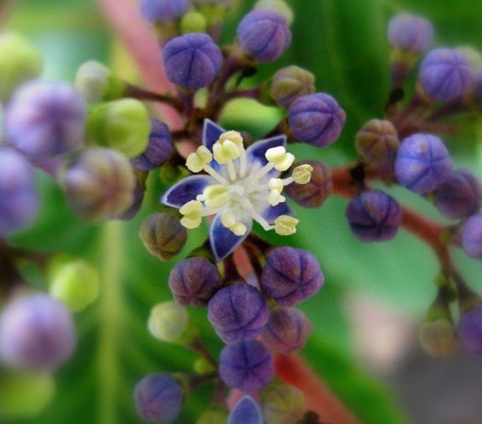 Hydrangea