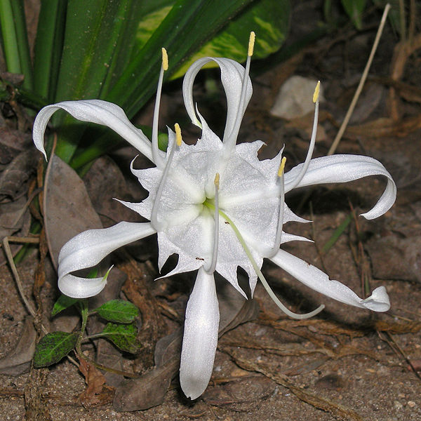 Hymenocallis