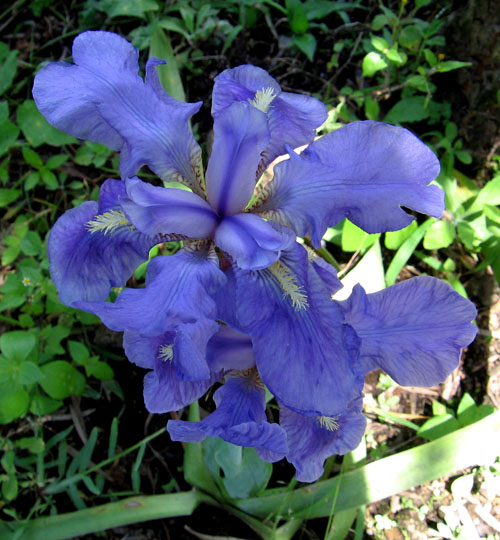 Iris