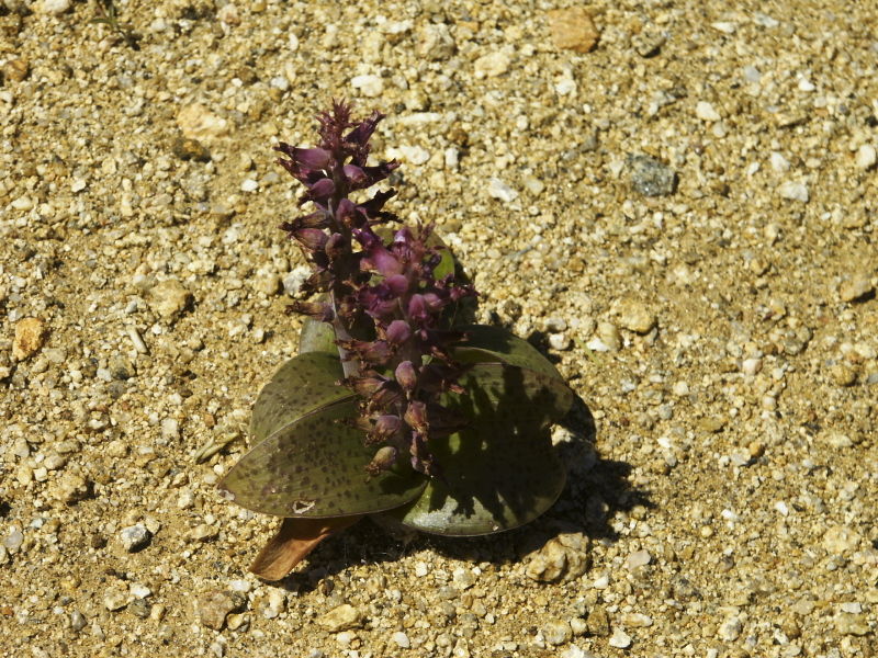 Lachenalia