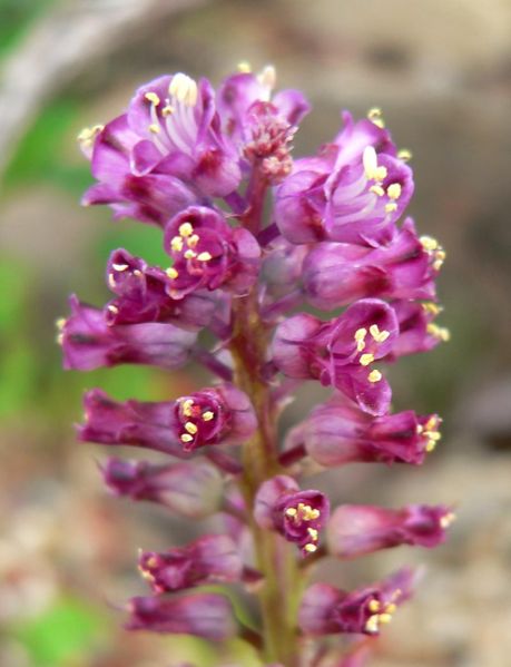 Lachenalia