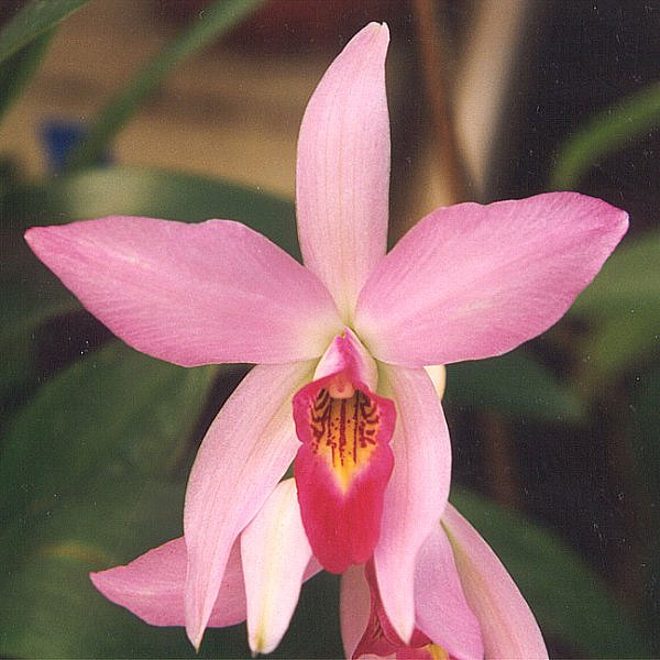 Laelia