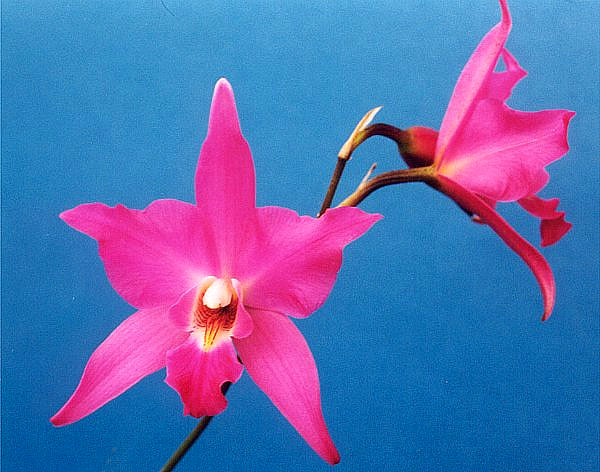 Laelia