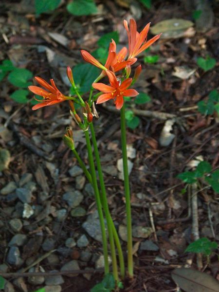 Lycoris
