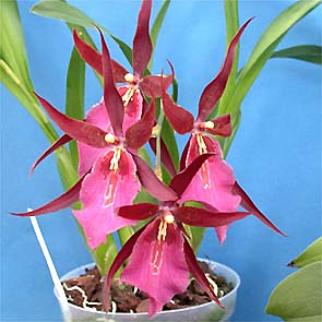 Miltonia