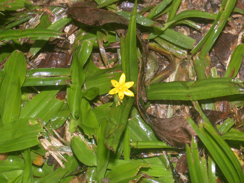 Monocotyledons