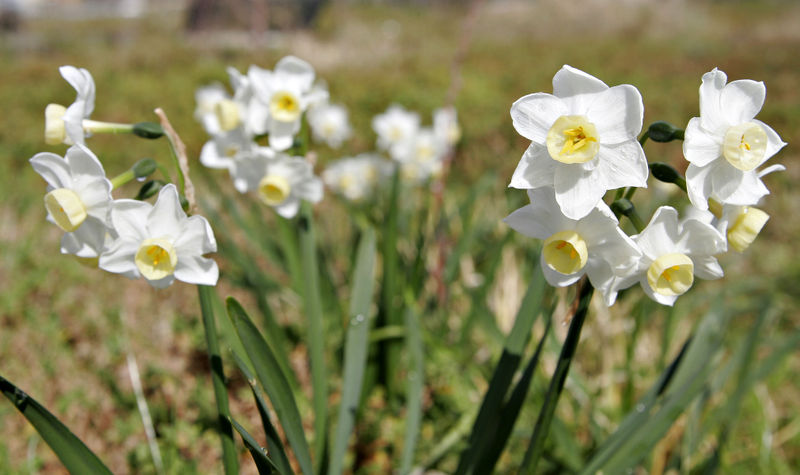 Narcissus