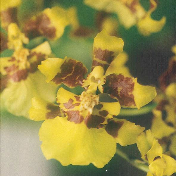 Oncidium