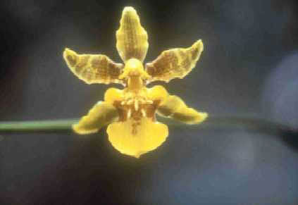 Oncidium