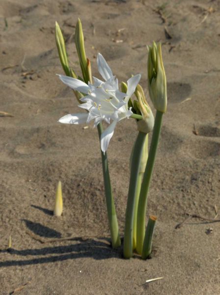 Pancratium