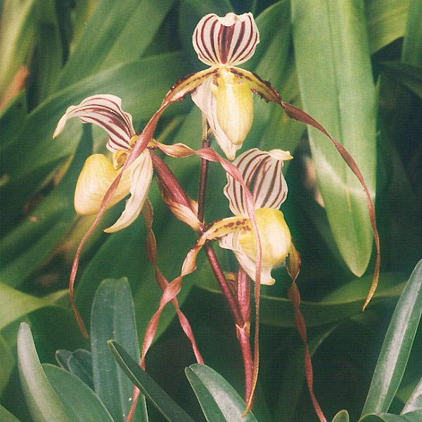 Paphiopedilum