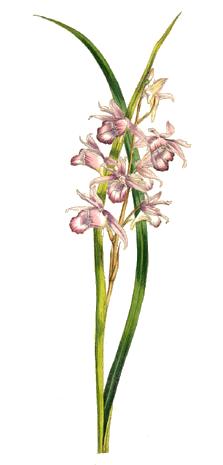 Phaius