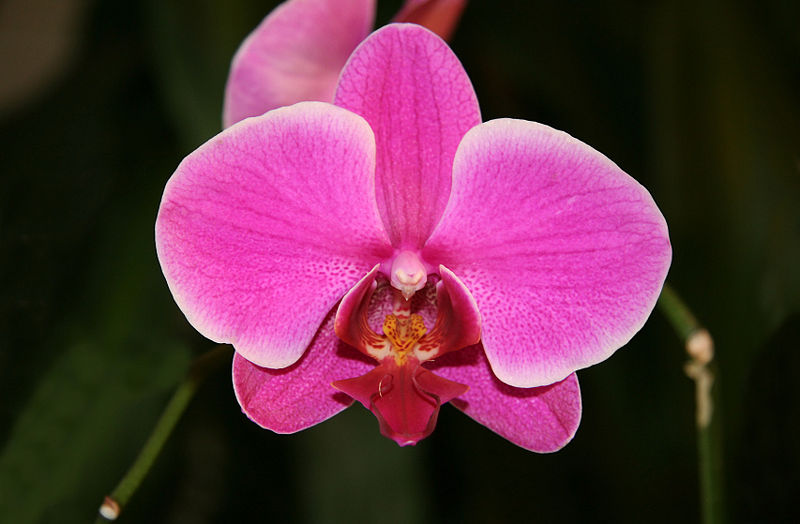 Phalaenopsis