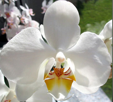 Phalaenopsis