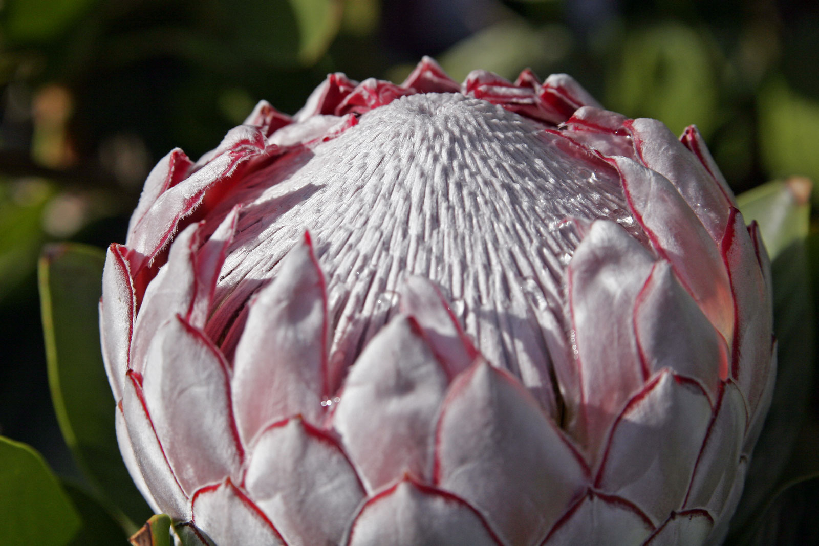 Protea