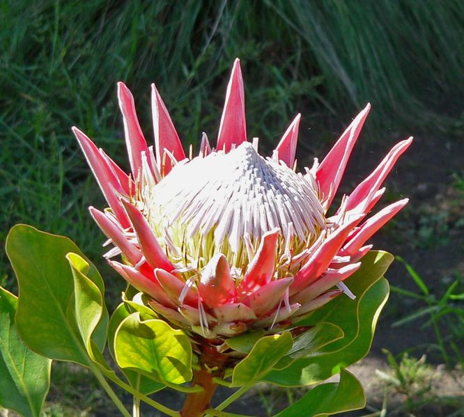 Protea