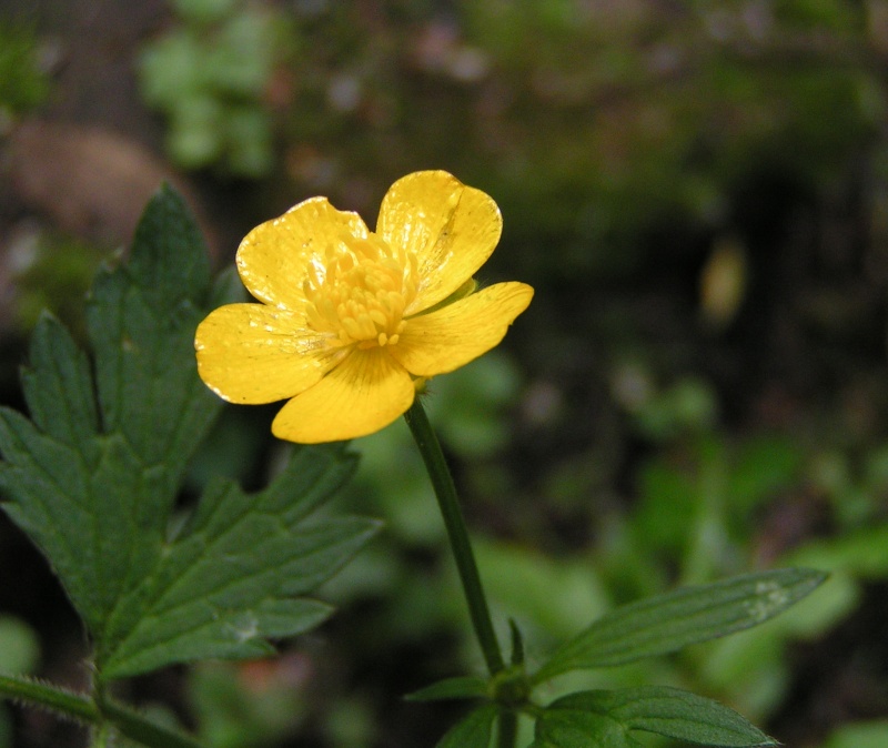 Ranunculus