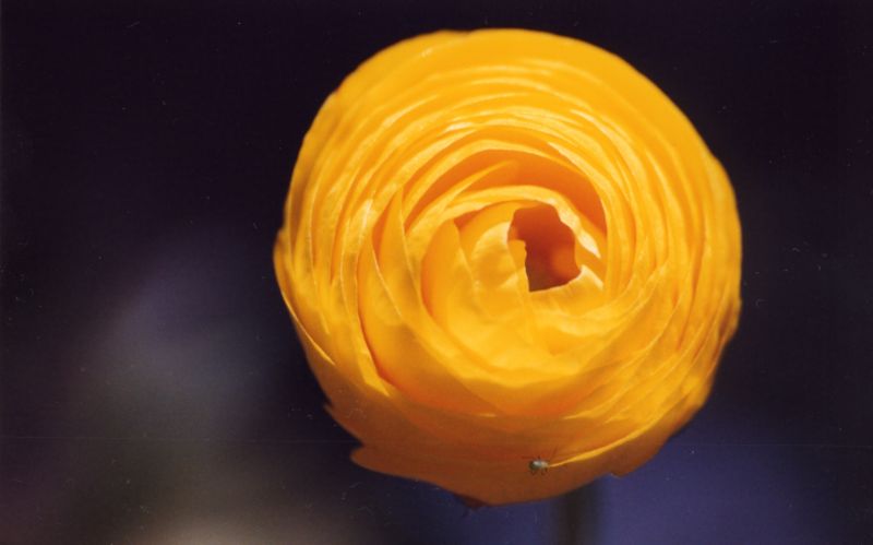 Ranunculus