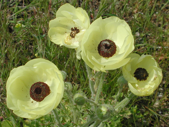 Ranunculus