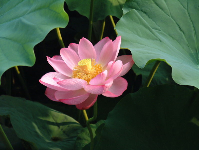 Lotus2