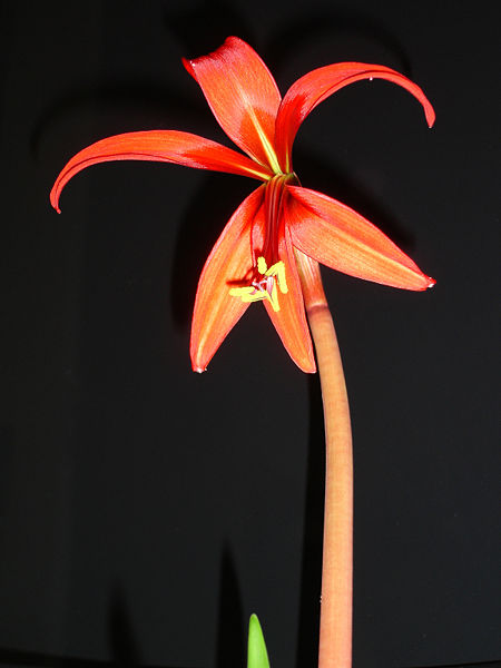 Sprekelia