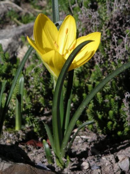 Sternbergia